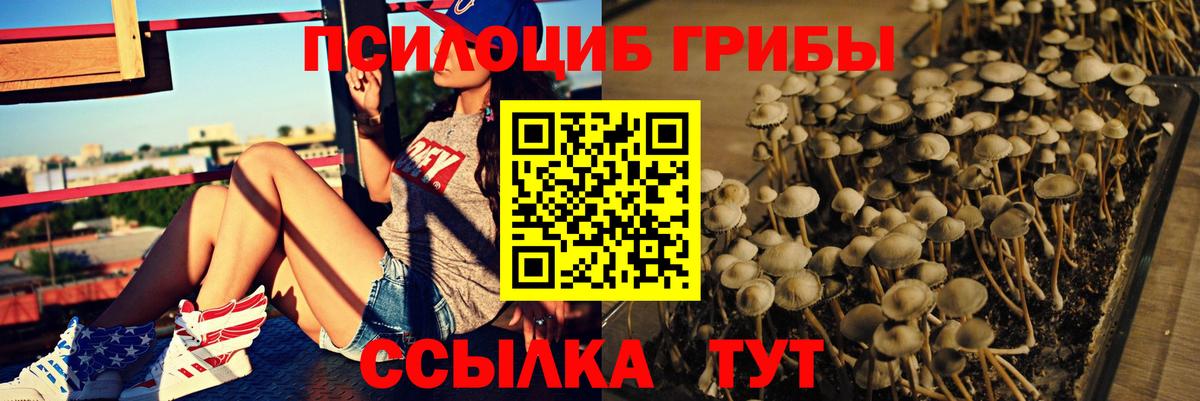 Псилоцибиновые грибы Psilocybine cubensis Дубна