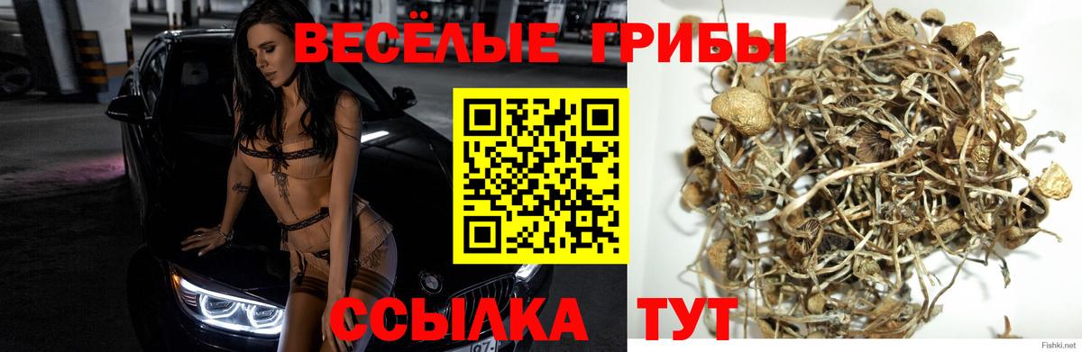 Псилоцибиновые грибы мухоморы  Вход с VPN  Дубна 